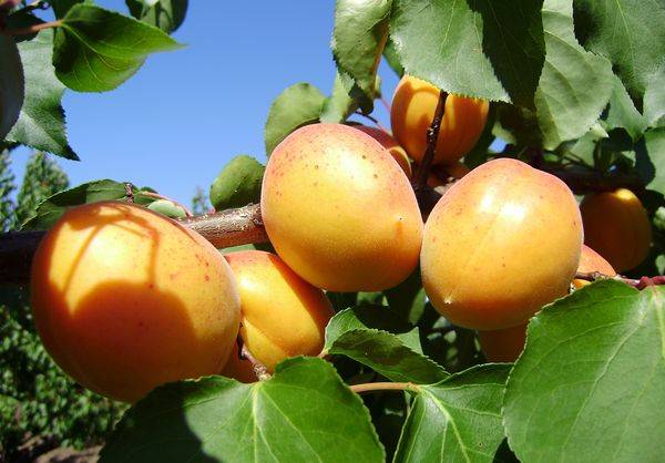 Выращивание урожайного ананасного абрикоса Шалах