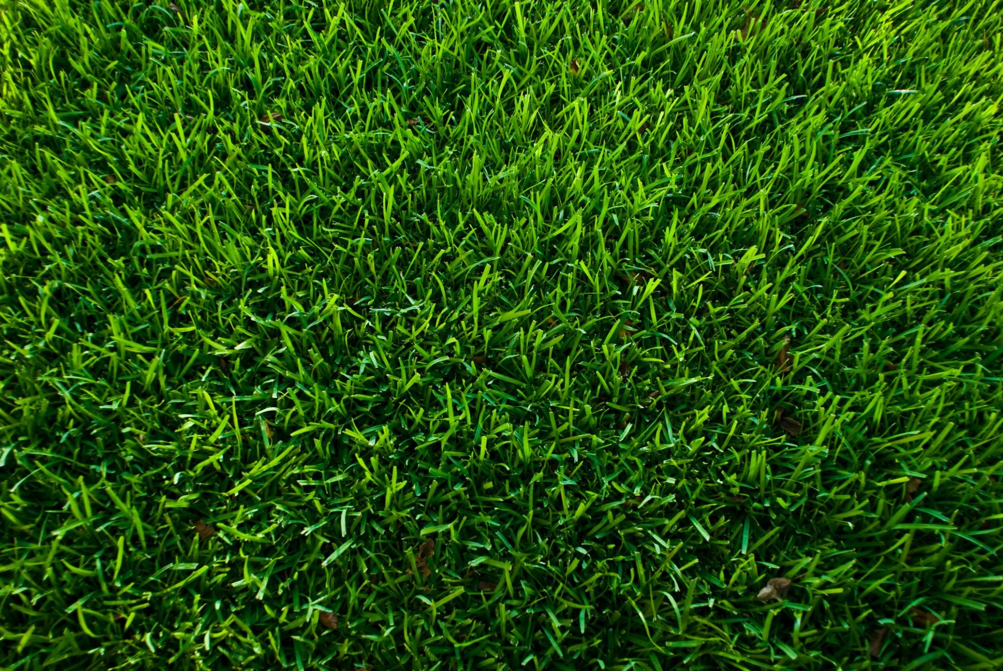 Green bermuda grass in the summer. 