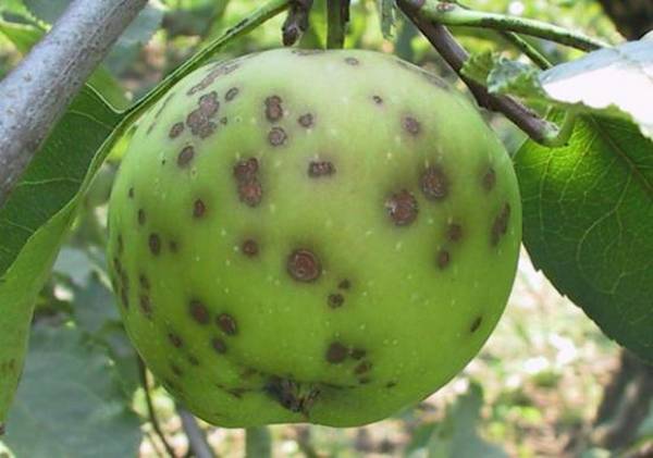 Характеристика летнего сорта яблони Конфетное
