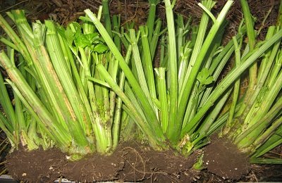 Черешковый сельдерей: секреты выращивания экзотического овоща