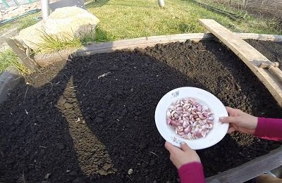 Выбор участка для выращивания озимого чеснока