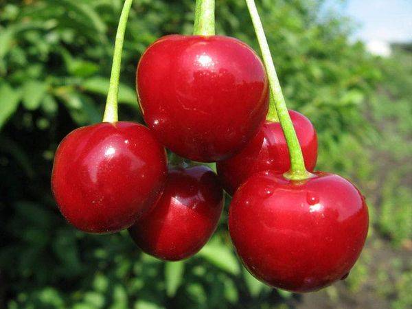 Описание самоплодной вишни сорта Загорьевская