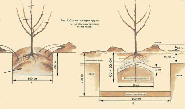 Как посадить и вырастить сорт груши Осенняя Яковлева