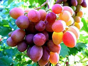 Правила выращивания винограда в средней полосе для новичков