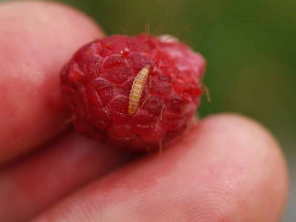 Ремонтантный сорт малины Карамелька: как вырастить хороший урожай