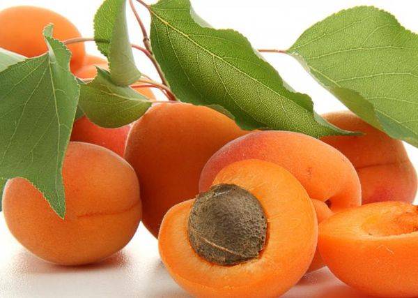 Описание и особенности выращивания абрикоса Триумф северный