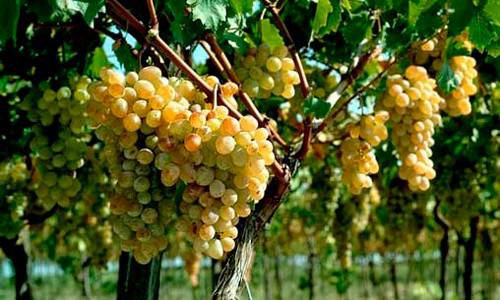 Как вырастить виноград у себя дома