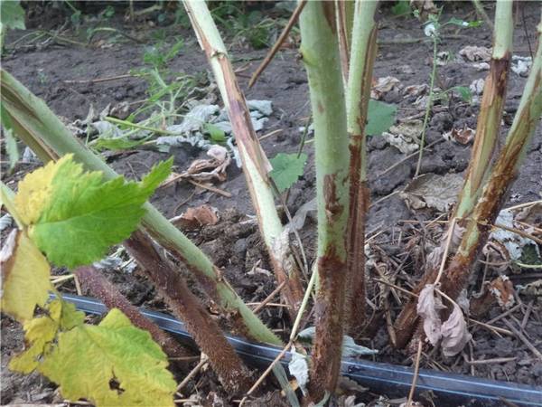Ремонтантный сорт малины Карамелька: как вырастить хороший урожай