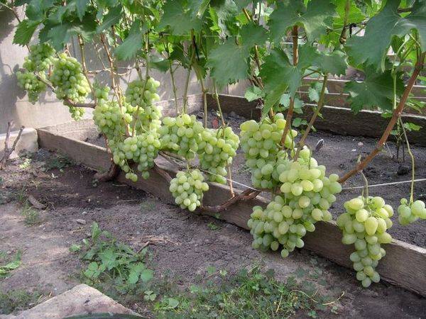 Какие виды сортов винограда бывают и как применяются