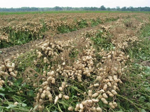 Выращивание земляного ореха: польза и вред