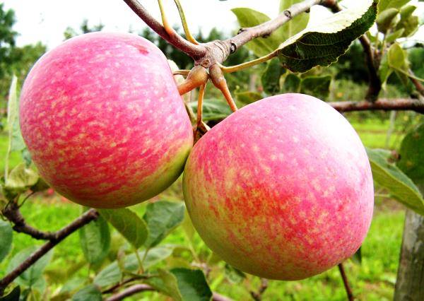 Действительно ли так сладок сорт яблони Конфетное?