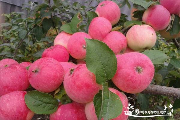 Посадка яблонь  когда лучше сажать и как правильно?