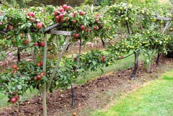 Выращивание фруктовых деревьев на шпалерах