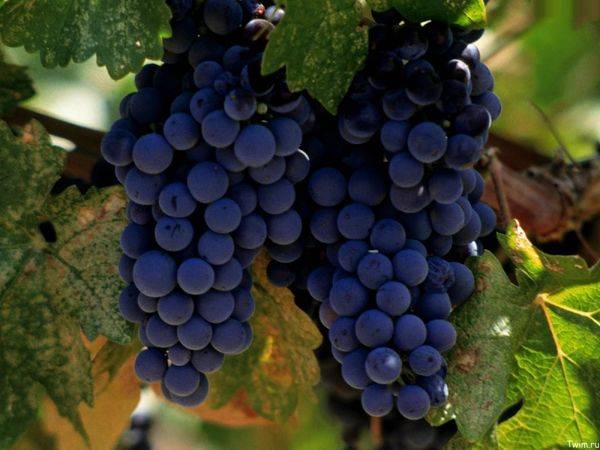 Посадка и уход за техническим сортом винограда Изабелла