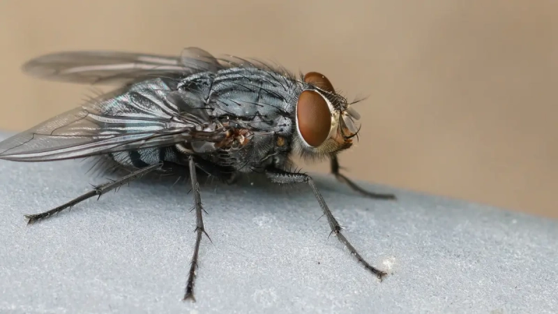 Теперь криптовалютой торгует даже муха, и пока она в минусе на 1%