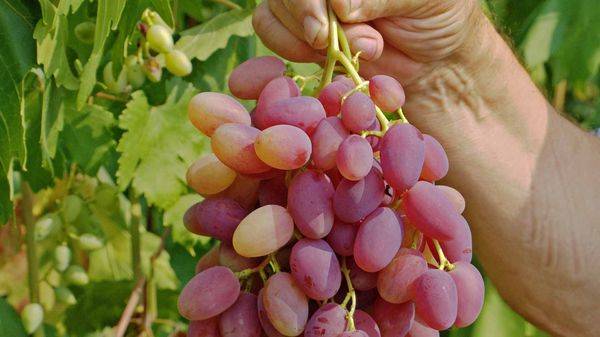 Выращивание столового сорта винограда Юбилей Новочеркасска