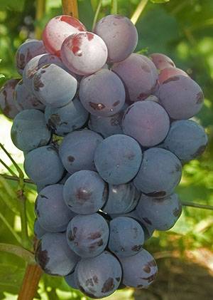 Новые и старые сорта винограда (часть 1)